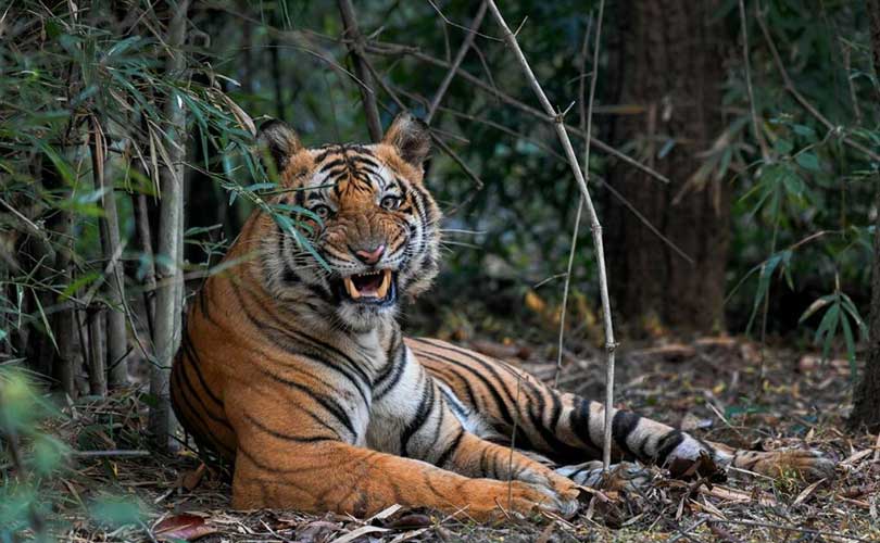 Golden Triangle Tour with a wildlife safari