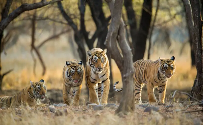 Golden Triangle & Wildlife Sanctuaries Beyond Ranthambore – Bharatpur & Chambal Safari