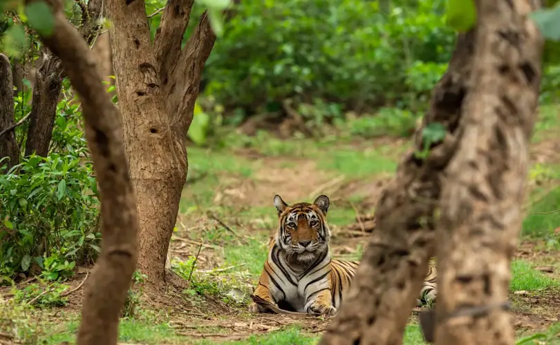 India’s Golden Triangle with Ranthambore: