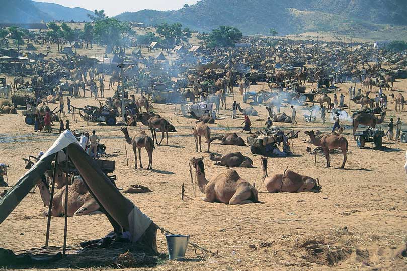 Golden Triangle with Bikaner Camel Festival