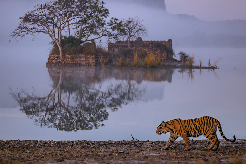 Golden Triangle with Rajasthan Wildlife