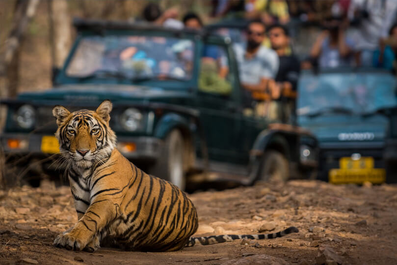 Golden Triangle Tour with Ranthambore