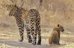 Jhalana Leopard Safari, Golden Triangle Tour, Wildlife Safari, India Tour