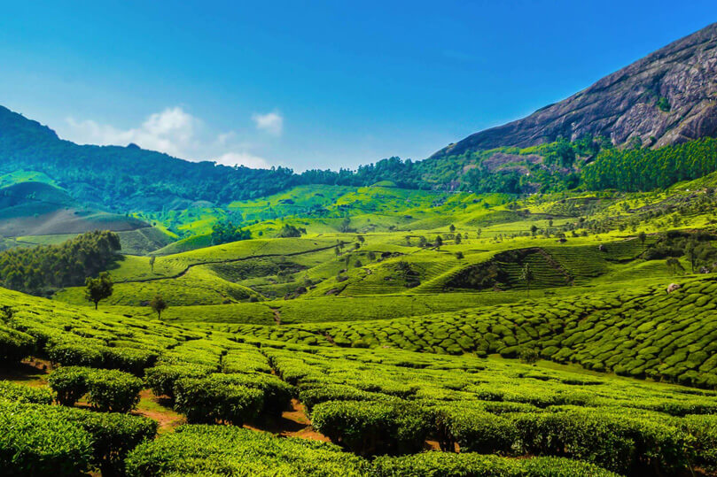 Plantation Tour of Kerala