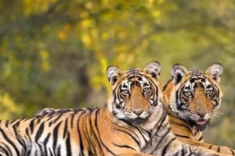 Rajasthan Wildlife Tour