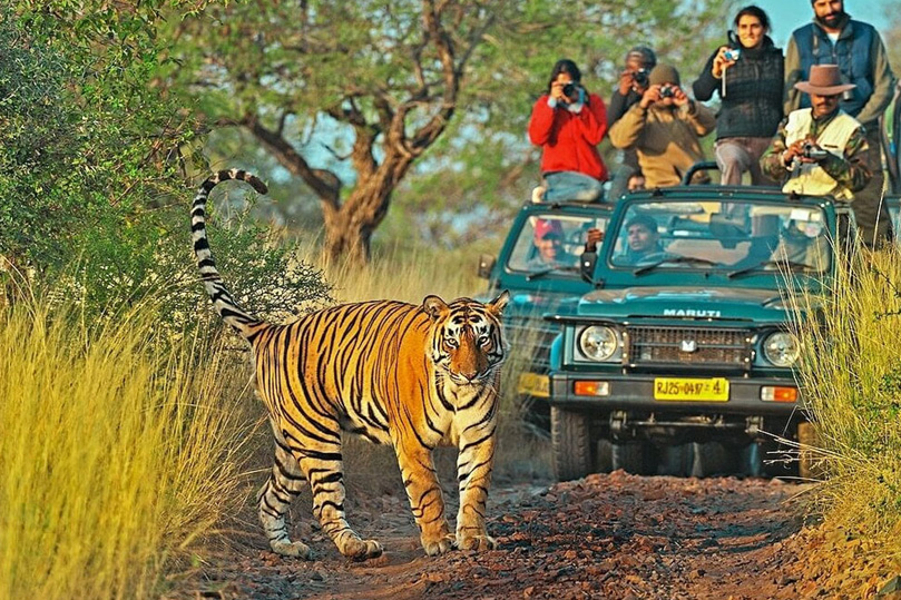 Golden Triangle with Tiger Safari